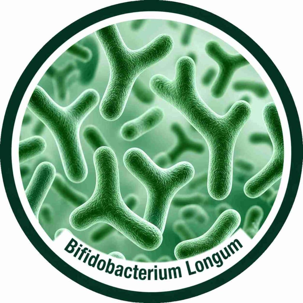 bifidobacterium longum